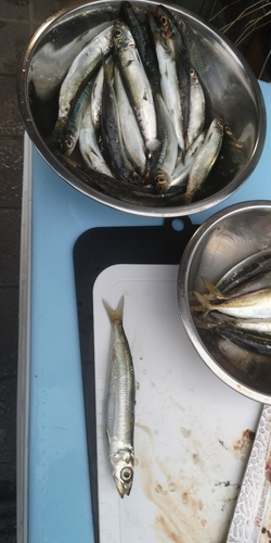 イワシの釣果