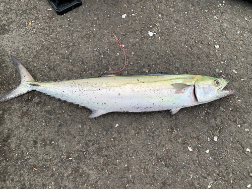 サゴシの釣果