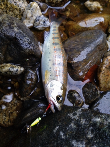 アマゴの釣果