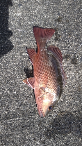 アブラコの釣果