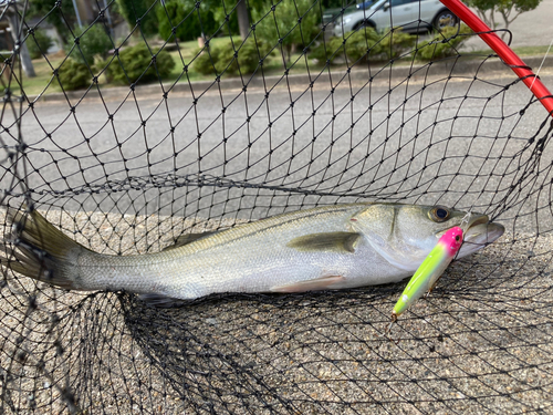 シーバスの釣果