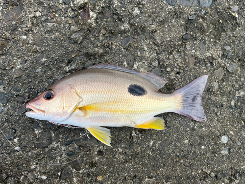 クロホシフエダイの釣果