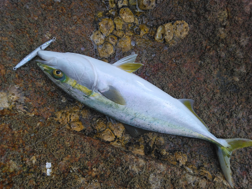 ヤズの釣果