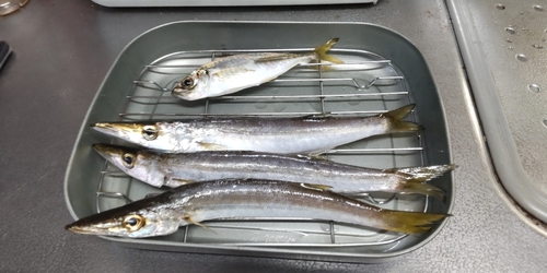 カマスの釣果