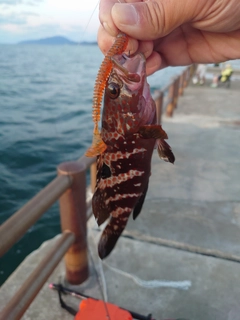 キジハタの釣果