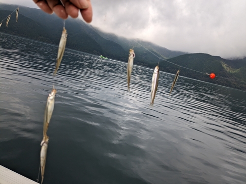 ワカサギの釣果