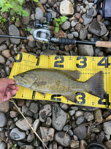 スモールマウスバスの釣果