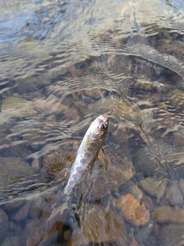 ヤマメの釣果