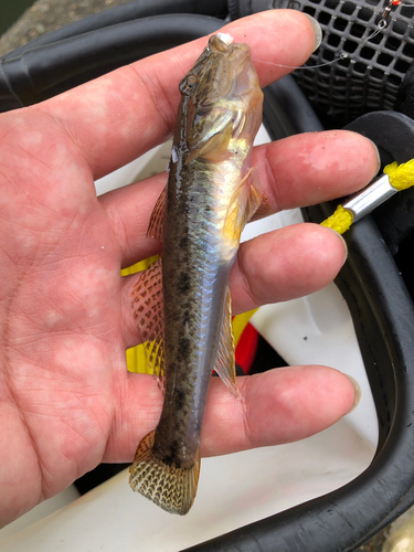 マハゼの釣果