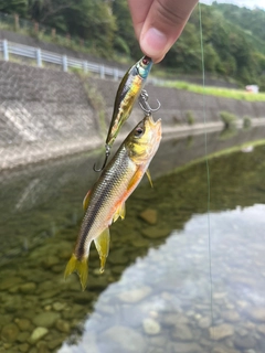 カワムツの釣果