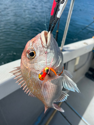 マダイの釣果