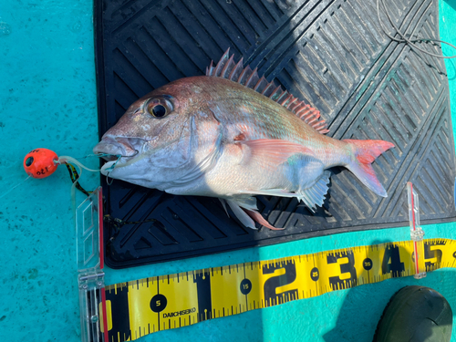 マダイの釣果