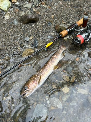 イワナの釣果