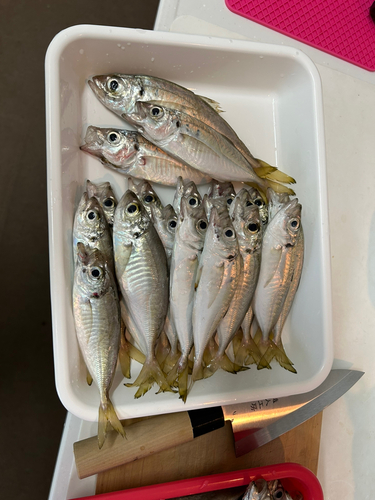 アジの釣果