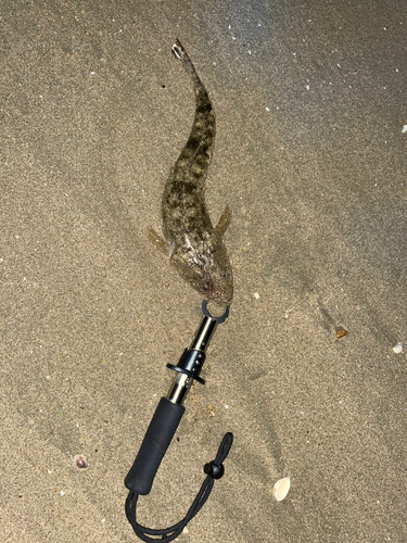 マゴチの釣果