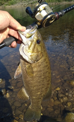 スモールマウスバスの釣果