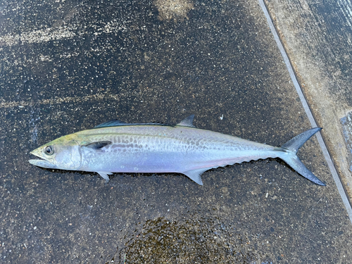 サゴシの釣果