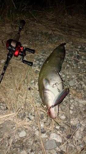 マナマズの釣果