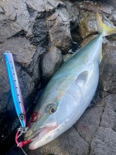 ヤズの釣果