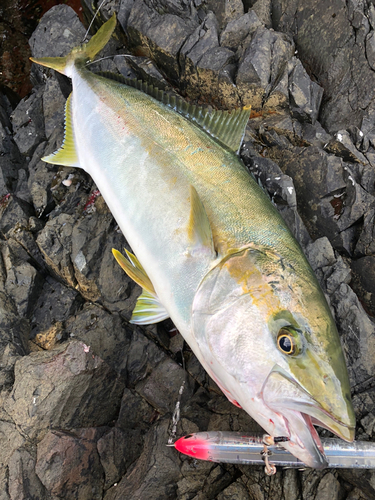 ヒラマサの釣果