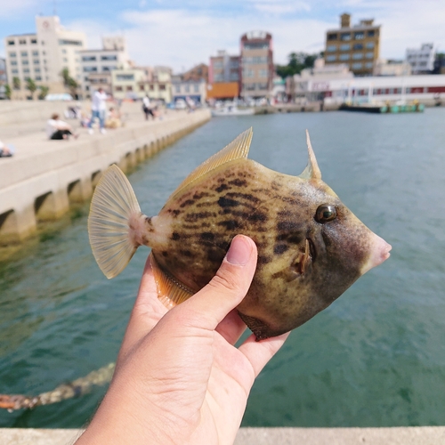 カワハギの釣果