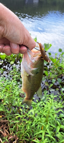 ブラックバスの釣果