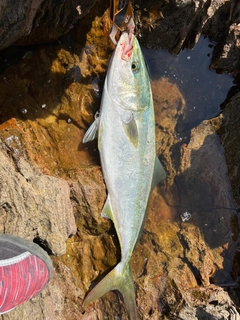 イナダの釣果