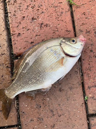 タイの釣果