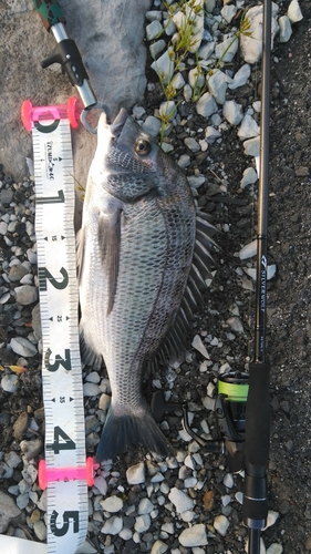 クロダイの釣果