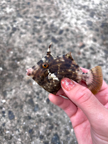 カワハギの釣果