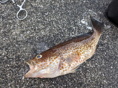 オオモンハタの釣果