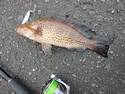 オオモンハタの釣果