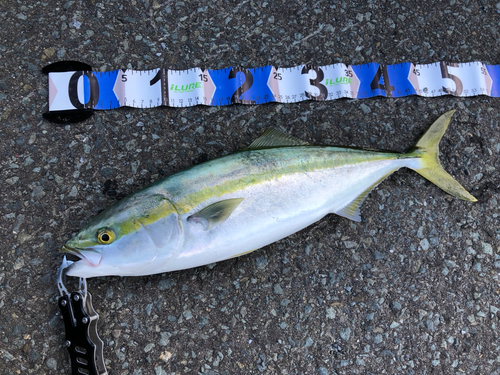 イナダの釣果