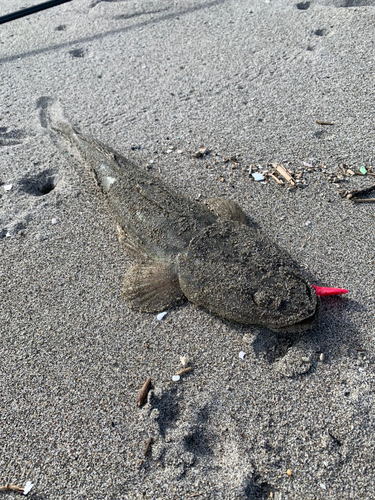 マゴチの釣果