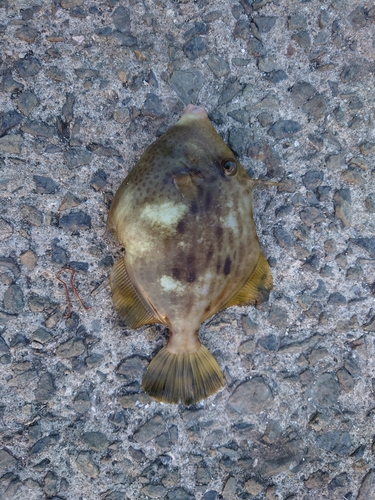 カワハギの釣果