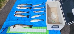スズキの釣果