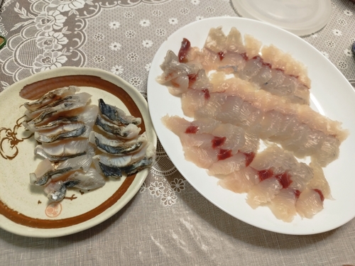 サゴシの釣果