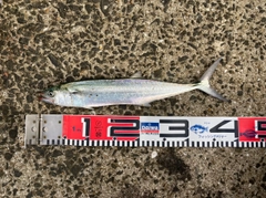 サゴシの釣果