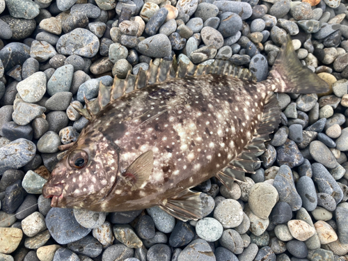 アイゴの釣果