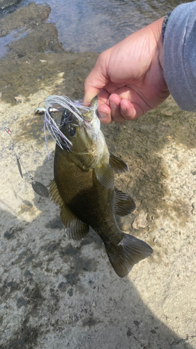 スモールマウスバスの釣果