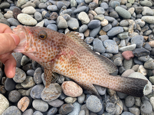 オオモンハタの釣果