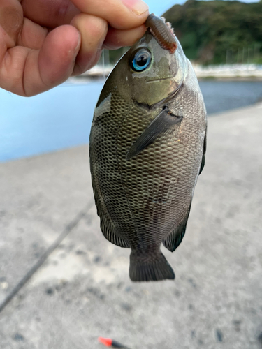 グレの釣果