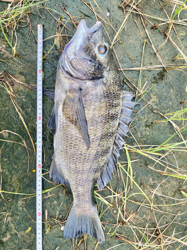 クロダイの釣果