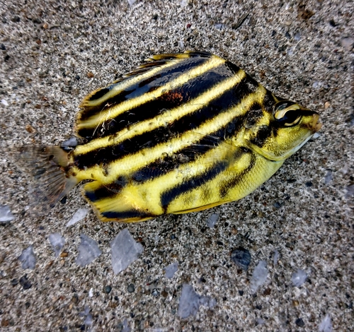 カゴカキダイの釣果