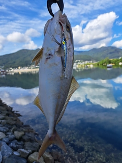 ショゴの釣果