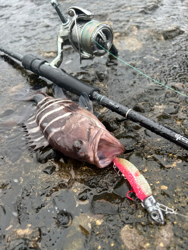 マハタの釣果