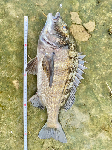 クロダイの釣果