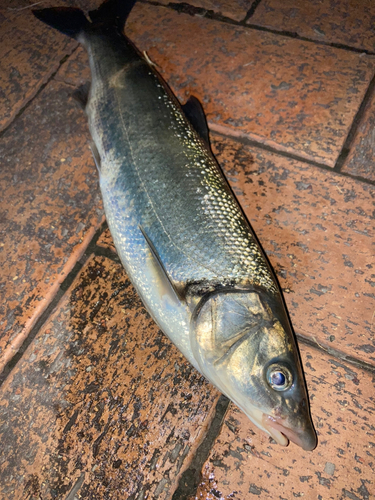 ウグイの釣果