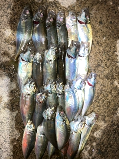 アジの釣果