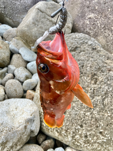 アカハタの釣果